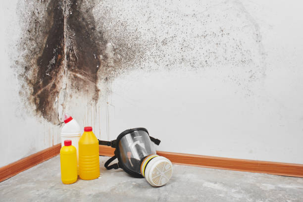 Best Attic Mold Removal  in Blairsville, PA